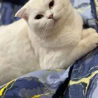 گربه نژاد بریتیش ماده