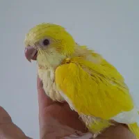 جوجه طوطی راهب سرلاکی زرد لوتینو