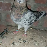 کبوتران پرشی خدای زمانتی