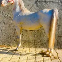 اسب|اسب و تجهیزات اسب‌سواری|فلارد, |دیوار
