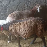 تعداد چهار عدد بره قوچ چینی وقزل وهمو