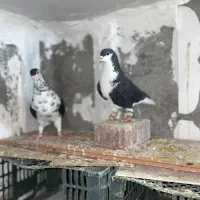 ساده سیاه واکسی