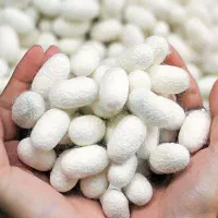 پیله ابریشم اصل