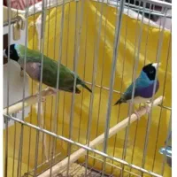 تعدادی فنچ گلدین