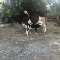 فروش گاو با گوسله ماده