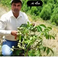 نهال گردو و بادام  پر بار ترین نهالها. در.نهالستان