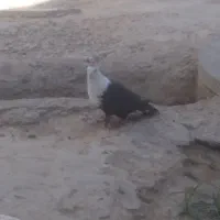درجه یک