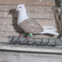 دوکت
