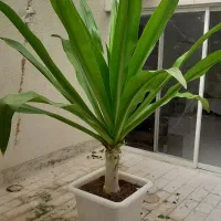 گل اشک ملکه ۱۵ ساله