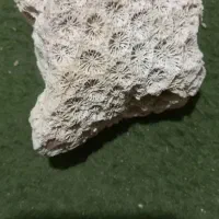 سنگ فسیل قدمت دار