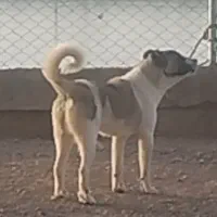 مژده گانی برای یابنده