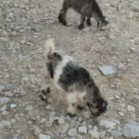 فروش