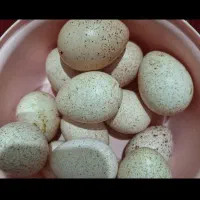 تخم بوقلمون موجوده دونه ای ۶۰