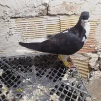 کبوتر|پرنده|تاکستان, |دیوار
