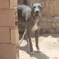 سگ نگهبان