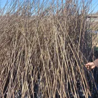 تولید و پخش تمامی نـهـال ها