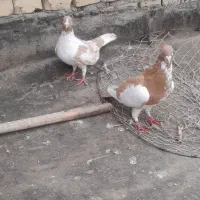 کبوتر