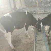 گاوشیری با گوساله