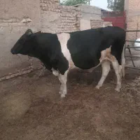 دوراسگوساله نر