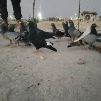 کفتر نر