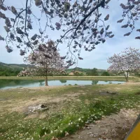 تور|تور و چارتر|لواسان, |دیوار