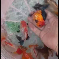 جشنواره فروش گلدفیش رنچو اوراندالاواهدپانداتریکالر