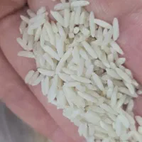 برنج هاشمی  آستانه اشرفیه گیلان