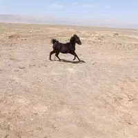 اسب