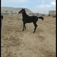 کره اسب ۲۰ ماهه