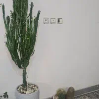 افوربیا