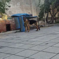 سگ ژرمن