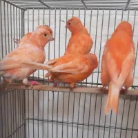 جیبوس تعداد جفت ۱۵ تومن