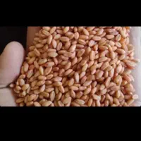 گندم بوجاری شده با سم