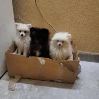 سگ پامر