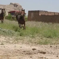 دو عدد کره ماده