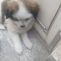 سگ پاکوتاه