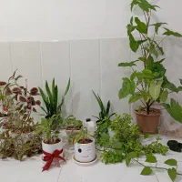 بخاری گاز یخچال دوچرخه تلویزیون میز ناهارخوری گل