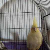 قیمت1میلیون تومان