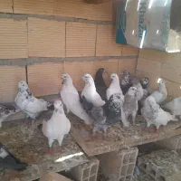 کبوتر پرشی درجه یک