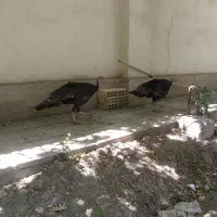 بوقلمون ماده کرچ شو