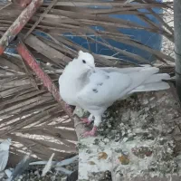 کفتر رنگی همچی تموم