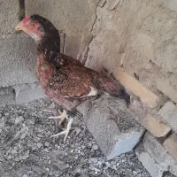 مرغ نسل دار