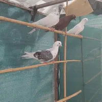تعدادی حیوان برای فروش ..همه گرفته شده تیر ماه