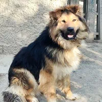سگ ژرمن معاوضه