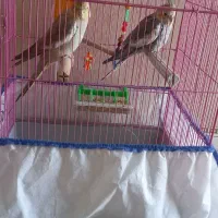 عروس هلندی