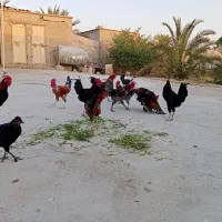 خروس محلی جوان