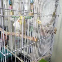 عروس هلندی جفت
