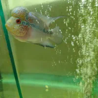 فلاور رددراگون سیلور