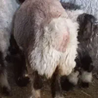 کووه ماده داشتی بره ماده کوه  مال شناس زنگ بزنه