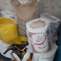 فجر طارم لاشه هاشمی کالابرگ